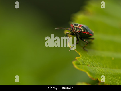 Eurydema oleraceum Stockfoto