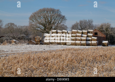 Ballen Heu Schnee bedeckt nach den letzten Fall. Lager am Feldrand gestapelt. Ingham. Norfolk. Schleiereule Tyto Alba Roost Nest im Stall Stockfoto