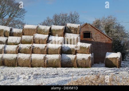 Ballen Heu Schnee bedeckt nach den letzten Fall. Lager am Feldrand gestapelt. Ingham. Norfolk. Schleiereule Tyto Alba Roost Nest im Stall Stockfoto