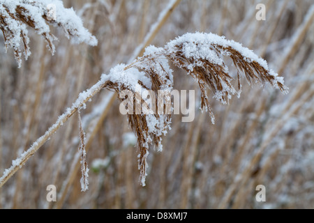 Norfolk Schilfrohr (Phragmites Communis). Saatgut Kopf oder Rispe mit Schneeschmelze verkrustet. Stockfoto