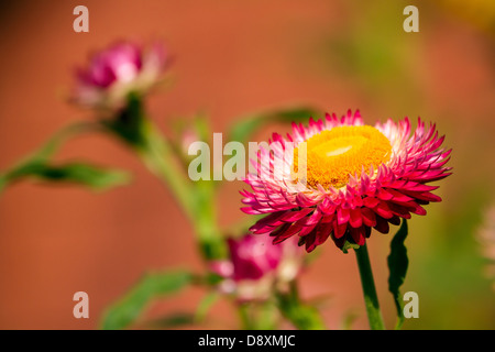 Schöne rosa Chrysantheme Blume im Garten Stockfoto