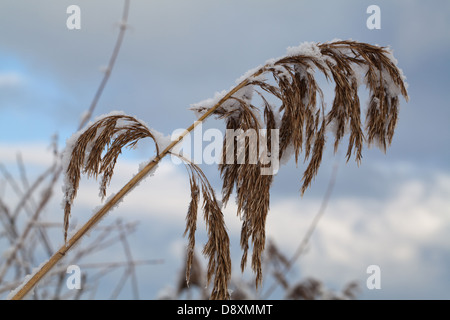 Norfolk Schilfrohr (Phragmites Communis). Saatgut Kopf oder Rispe mit Schneeschmelze verkrustet. Stockfoto