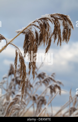 Norfolk Schilfrohr (Phragmites Communis). Saatgut Kopf oder Rispe mit Schneeschmelze verkrustet. Stockfoto