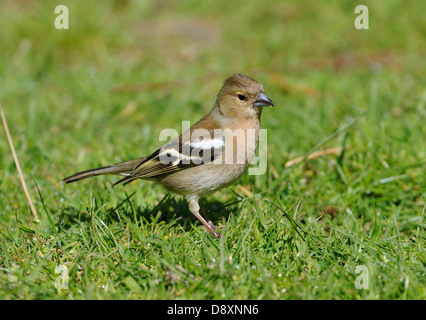 Buchfink - Fringilla Coelebs weibliche Fütterung auf dem Boden Stockfoto