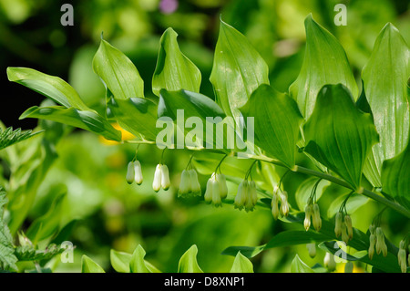 Salomos-Seehunde - Polygonatum multiflorum Stockfoto