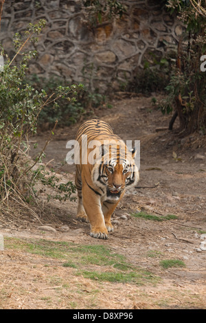 Bengal-Tiger (Panthera Tigris Tigris). In einem geräumigen Gehäuse der zentrale Zoo, Kathmandu. Nepal. Stockfoto