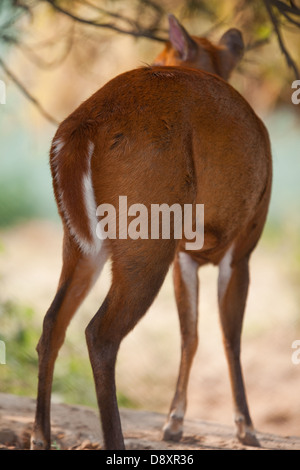 Indian, gemeinsame oder Rothirsch Muntjac (Muntiacus Muntjak). Weiblichen Hintern Ende, Rute in Ruhe zu zeigen. Nepal. Stockfoto