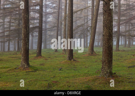 Europäische Lärchenwald, Naturpark Gorbea, Bizkaia, Spanien Stockfoto