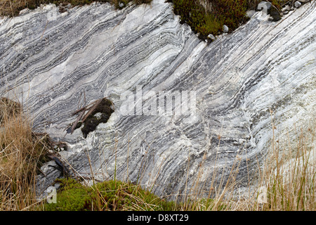 Forstwirtschaft an Polloch und Loch Shiel Stockfoto