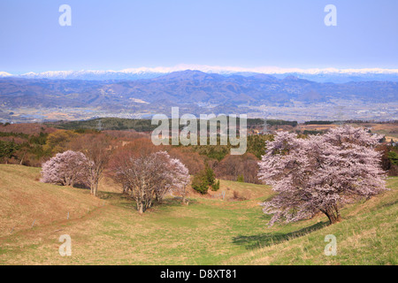 Kirschbaum und schneebedeckten Berge, Yamagata, Japan Stockfoto
