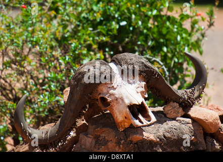 Büffelschädel am Eingang des Tsavo East National Park in Tsavo Ost in Kenia Stockfoto