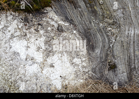 Forstwirtschaft an Polloch und Loch Shiel Stockfoto