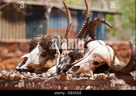 Gazelle Schädel am Eingang zum Tsavo East National Park in Kenia Stockfoto