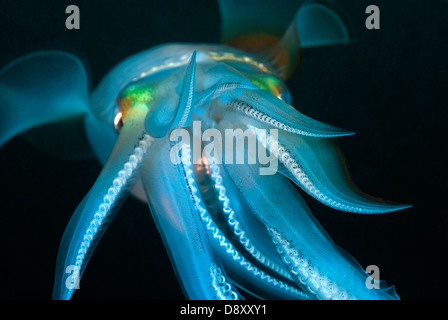 Tintenfisch (Sepioteuthis) schwimmen in Mitte Wasser in der Nacht, Mabul Insel Malaysia Stockfoto