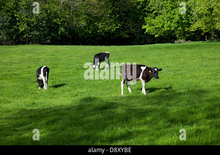 Kälber Jungkuh Kälber Kühe Weiden auf einer grünen Wiese im Frühjahr Lancashire England Großbritannien Großbritannien Großbritannien Großbritannien Großbritannien Großbritannien Großbritannien Großbritannien Großbritannien Großbritannien Großbritannien Großbritannien Großbritannien Großbritannien Großbritannien Großbritannien Großbritannien Großbritannien und Nordirland Stockfoto