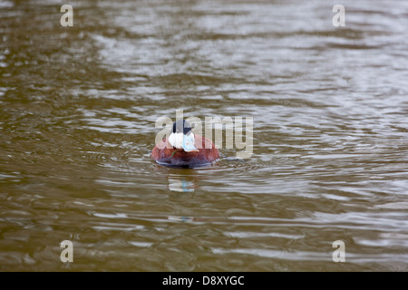 North American Ruddy Duck (Oxyura j. Jamaicensis). Männlich in der Zucht Gefieder. Stockfoto