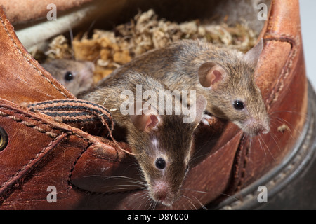 Hausmaus Mus Muskeln. Leben in einem alten Lederschuh. Stockfoto