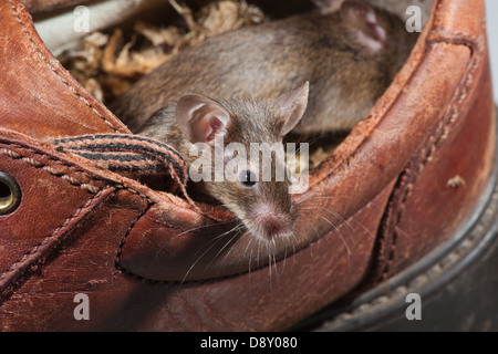 Hausmaus Mus Muskeln. Leben in einem alten Lederschuh. Stockfoto