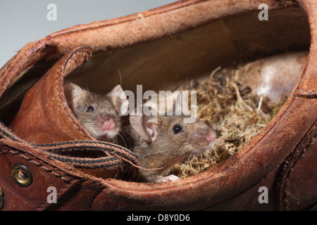 Hausmaus Mus Muskeln. Leben in einem alten Lederschuh. Stockfoto