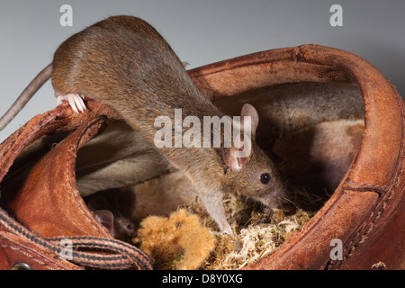 Hausmaus Mus Muskeln. Leben in einem alten Lederschuh. Stockfoto