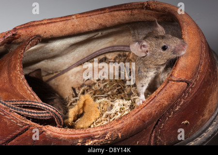 Hausmaus Mus Muskeln. Leben in einem alten Lederschuh. Stockfoto