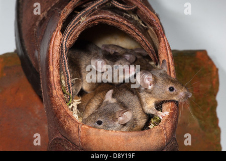 Hausmaus Mus Muskeln. Leben in einem alten Lederschuh. Stockfoto