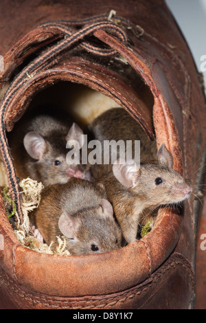 Hausmäuse (Mus Musculus). Entstehen aus einem alten Lederschuh. Stockfoto