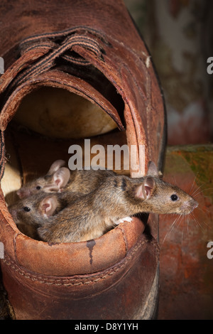 Hausmäuse (Mus Musculus). Entstehen aus einem alten Lederschuh. Stockfoto