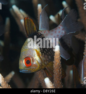 Banggui Kardinalbarschen (Pterapogon Kaudemi) verstecken in Elkhorn Korallen, Lembeh Straße, Nord-Sulawesi, Indonesien Stockfoto