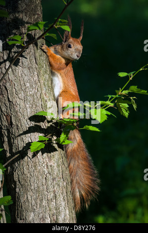 Wilde Eichhörnchen auf dem Baum Stockfoto