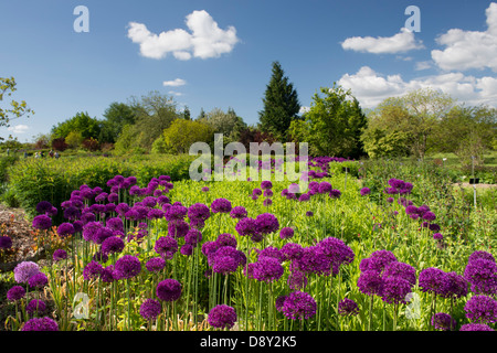 Allium 'Purple Sensation' Hollandicum. Zwiebel-Zierpflanzen im RHS Wisley Gardens, England Stockfoto