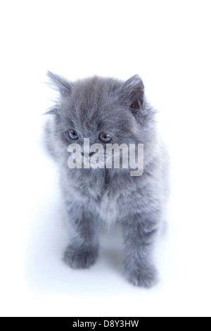 Kleine britische Blau Katze isoliert Stockfoto