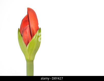 Amaryllis, hip Filiale rum Stockfoto