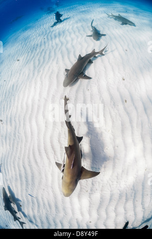 Zitrone-Haifische, Negaprion Brevirostris, Bahamas Stockfoto