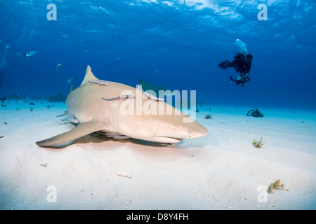 Zitrone-Haifische, Negaprion Brevirostris, Bahamas Stockfoto