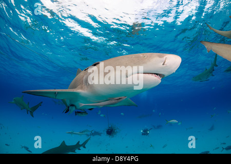 Zitrone-Haifische, Negaprion Brevirostris, Bahamas Stockfoto