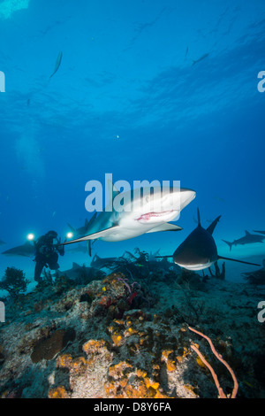 Karibische Riffhaie, Carcharhinus Perezi, Bahamas, Karibik, Atlantik Stockfoto