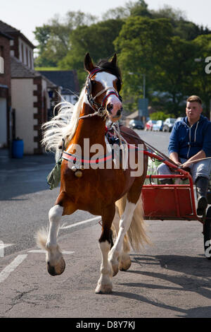 Appleby, Cumbria, England. 6. Juni 2013.  Rüstige Pferd ziehen Übung Pferdewagen in der Innenstadt auf der Appleby Horse Fair in Cumbria.  Die Messe ist ein jährliches Treffen der Zigeuner und Reisende die erfolgt in der ersten Woche im Juni, und seit der Regierungszeit von James II., der eine königliche Charta 1685 ermöglicht ein Pferd gewährt fair "in der Nähe des Flusses Eden". Bildnachweis: Mar Photographics/Alamy Live-Nachrichten Stockfoto