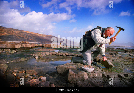 Fossilen Jagd auf die Jura-Küste in der Nähe von Lyme Regis in Dorset. Stockfoto