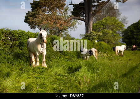 Appleby, Cumbria, Großbritannien. 6. Juni, 2013. Cob Pferde grasen auf den Straßenrand am Appleby Horse Fair in Cumbria. Die Messe ist eine jährliche Zusammenkunft der Sinti und Roma und der Fahrenden, der auf die erste Woche im Juni stattfindet, und hat seit der Herrschaft von James II, der eine Royal Charter im Jahr 1685 eine Horse Fair" in der Nähe des Flusses Eden" stattgefunden. Die Gypsy Cob, auch bekannt als die Irish Cob, Gypsy Horse oder Gypsy Vanner, ist eine Art oder Rasse der inländischen Pferd aus Irland. Stockfoto