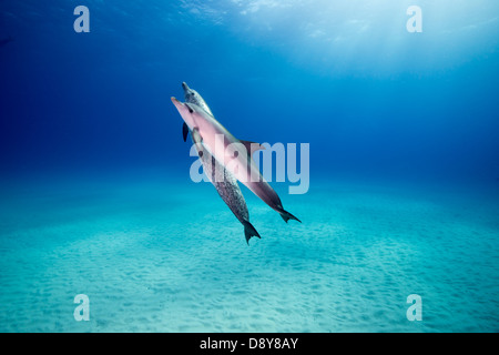 Atlantische Fleckendelfine, Stenella Frontalis, Bahamas, Caribbean Stockfoto