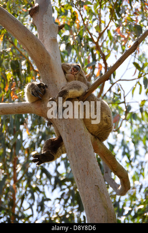 Koalabär im Baum australischen Beuteltiere Bär im Baum schlafen Stockfoto