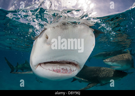 Zitrone Hai fangen, Negaprion Brevirostris, Bahamas Stockfoto