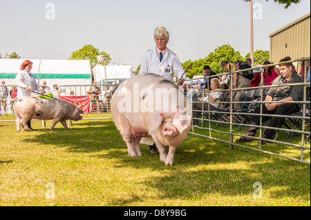 Ardingly, UK. 6. Juni 2013. Schwein in den Ring im Süden von England zeigen, Ardingly zu urteilen. Bildnachweis: Julia Claxton/Alamy Live News Stockfoto