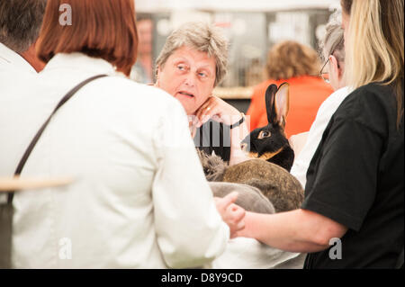 Ardingly, UK. 6. Juni 2013. Sprechenden Kaninchen - im Festzelt auf dem Süden von England-Salon Ardingly Fell. Bildnachweis: Julia Claxton/Alamy Live News Stockfoto