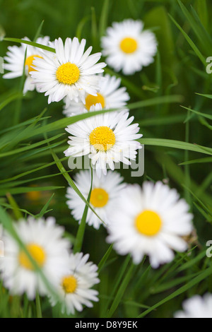 Mayweeds Gras in Clapham - London-UK Stockfoto