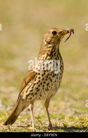 Singdrossel mit Nahrungsmitteln; Turdus Philomelos; Isle of Mull Stockfoto