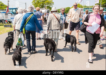 Ardingly, UK. 6. Juni 2013. Tag aus für die Hunde auf dem Süden von England-Salon Ardingly. Bildnachweis: Julia Claxton/Alamy Live News Stockfoto