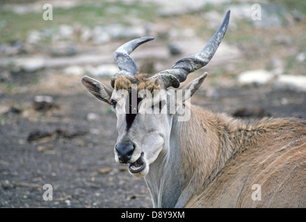 Die gemeinsame Eland (Tauro Oryx), auch bekannt als die südlichen Eland oder Eland Antilopen, Ost-Afrika. Stockfoto