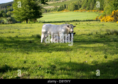 Weiße Charolais Stier stehend neben liegenden Kuh Stockfoto